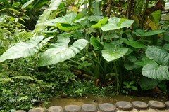 Xanthosoma sagittifolium